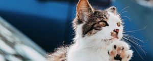 Превью обои кошка, лапа, прикольный, питомец
