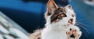 Превью обои кошка, лапа, прикольный, питомец