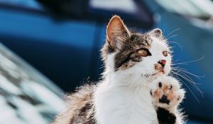 Превью обои кошка, лапа, прикольный, питомец