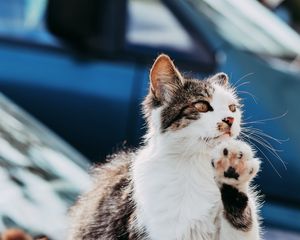 Превью обои кошка, лапа, прикольный, питомец