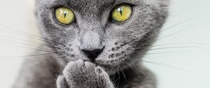 Превью обои кошка, лапа, серый, взгляд, питомец, забавный