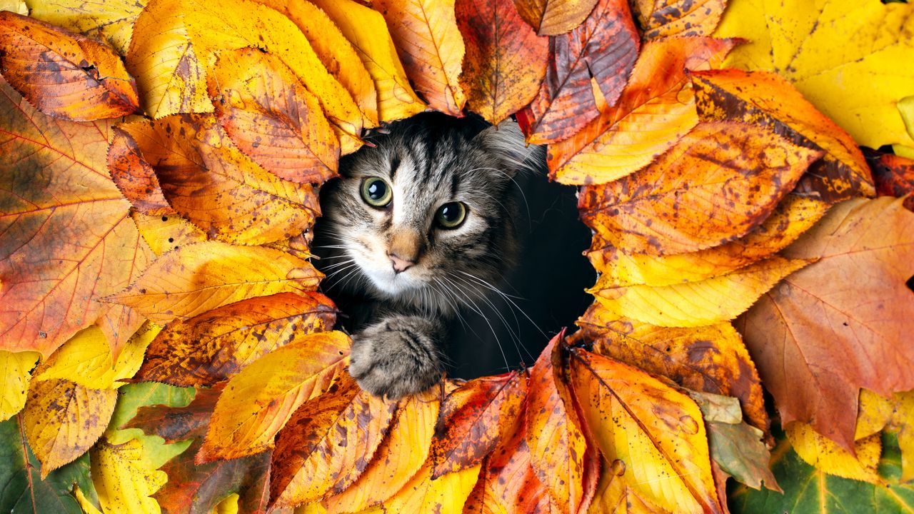 Обои кошка, листья, осень, питомец