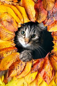 Превью обои кошка, листья, осень, питомец