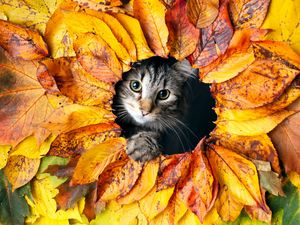 Превью обои кошка, листья, осень, питомец