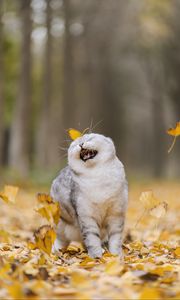 Превью обои кошка, листья, питомец, забавный, прикольный