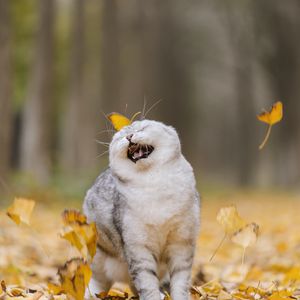 Превью обои кошка, листья, питомец, забавный, прикольный