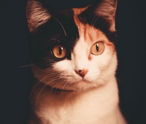 Превью обои кошка, питомец, взгляд, темный