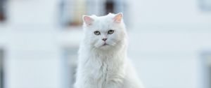 Превью обои кошка, питомец, взгляд, пушистый