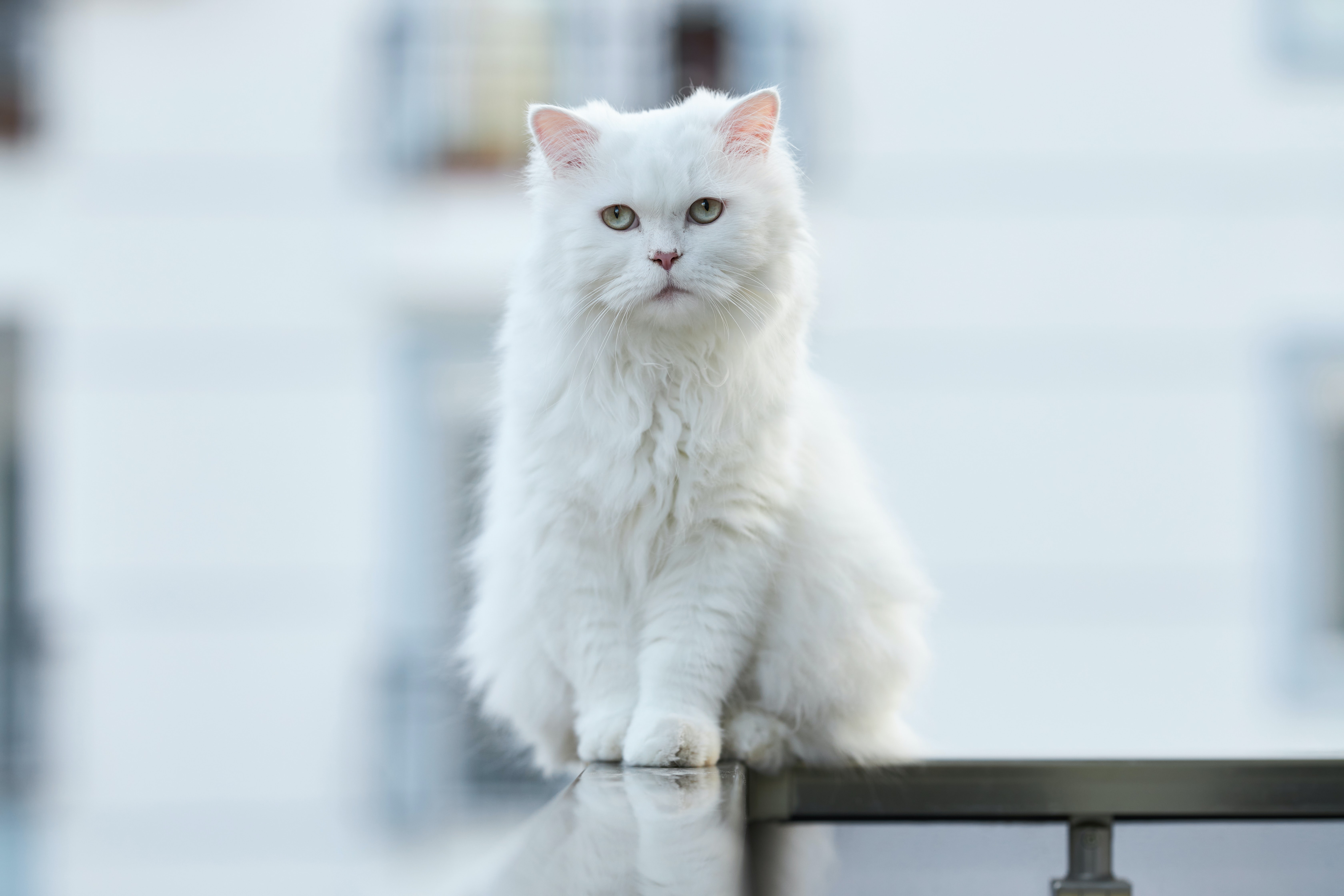 Белые кошечки картинки. Белая ангорская кошка. Белый котик. Белая пушистая кошка. Белая пушистая кощеяка.