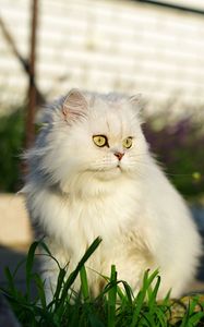 Превью обои кошка, питомец, взгляд, пушистый, белый, трава