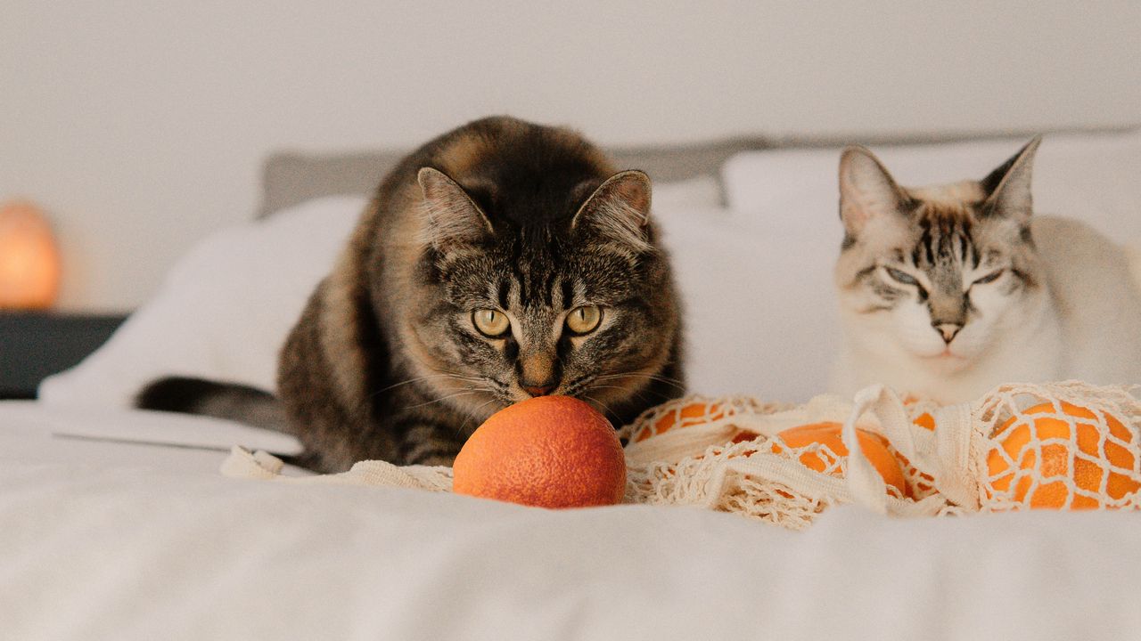 Обои кошка, питомец, взгляд, апельсины