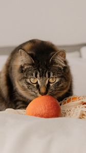 Превью обои кошка, питомец, взгляд, апельсины