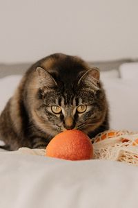 Превью обои кошка, питомец, взгляд, апельсины