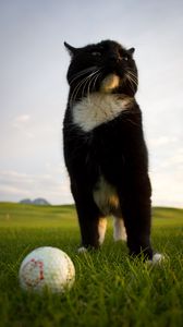 Превью обои кошка, поза, мячик, гольф, трава, забавный