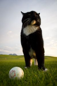 Превью обои кошка, поза, мячик, гольф, трава, забавный