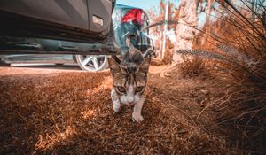 Превью обои кошка, прогулка, взгляд, трава