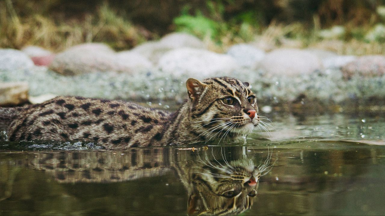 Обои кошка рыболов, крапчатая кошка, рыбья кошка, вода, плавать