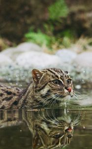 Превью обои кошка рыболов, крапчатая кошка, рыбья кошка, вода, плавать