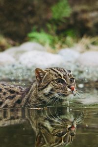 Превью обои кошка рыболов, крапчатая кошка, рыбья кошка, вода, плавать