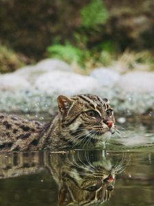 Превью обои кошка рыболов, крапчатая кошка, рыбья кошка, вода, плавать