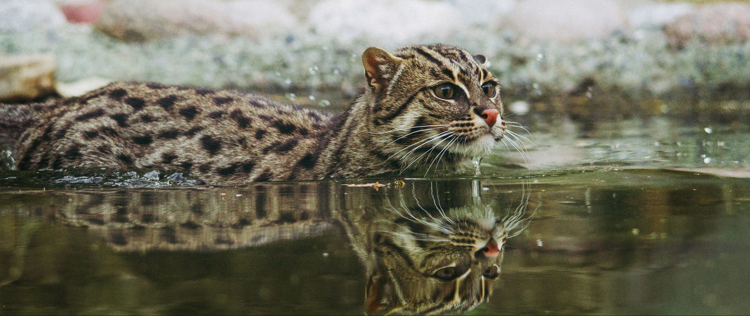 Кот рыболов