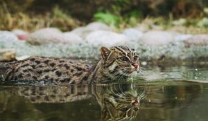 Превью обои кошка рыболов, крапчатая кошка, рыбья кошка, вода, плавать