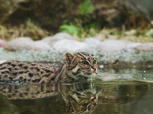 Превью обои кошка рыболов, крапчатая кошка, рыбья кошка, вода, плавать