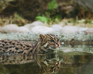 Превью обои кошка рыболов, крапчатая кошка, рыбья кошка, вода, плавать