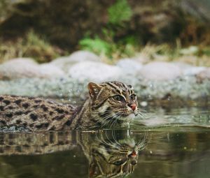 Превью обои кошка рыболов, крапчатая кошка, рыбья кошка, вода, плавать