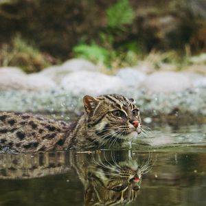 Превью обои кошка рыболов, крапчатая кошка, рыбья кошка, вода, плавать