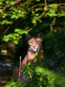 Превью обои кошка, рысь, морда