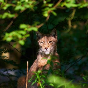 Превью обои кошка, рысь, морда