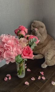 Превью обои кошка, цветы, лепестки, животное, забавный