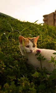 Превью обои кошка, цветы, трава, питомец