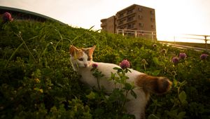 Превью обои кошка, цветы, трава, питомец