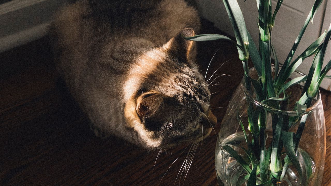 Обои кошка, цветы, ваза, животное, питомец