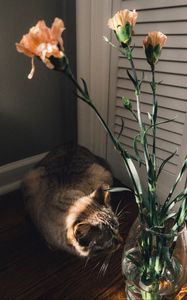 Превью обои кошка, цветы, ваза, животное, питомец
