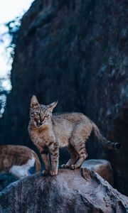Превью обои кошка, высунутый язык, взгляд, камень, дикая природа