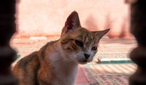 Превью обои кошка, взгляд, питомец, животное