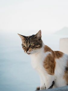 Превью обои кошка, взгляд, питомец, животное, пятнистый