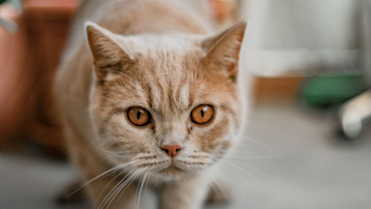 Обои кошка, взгляд, питомец