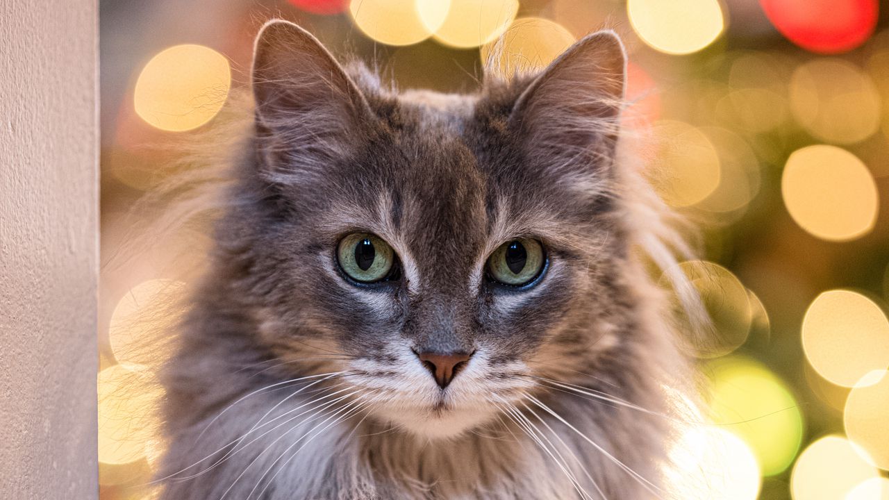 Обои кошка, взгляд, питомец, размытие