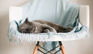 Превью обои кошка, животное, отдых, стул, питомец