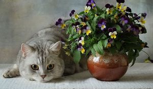 Превью обои кошки, британские, голубые, цветы, анютины глазки, ваза, букет, керамика