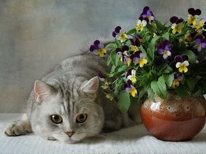 Превью обои кошки, британские, голубые, цветы, анютины глазки, ваза, букет, керамика