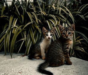 Превью обои кошки, котята, листья, растения, милый