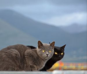 Превью обои кошки, пара, горы, размытость