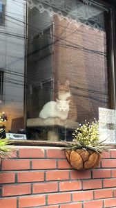 Превью обои кошки, питомцы, окно, стекло, наблюдение