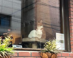Превью обои кошки, питомцы, окно, стекло, наблюдение
