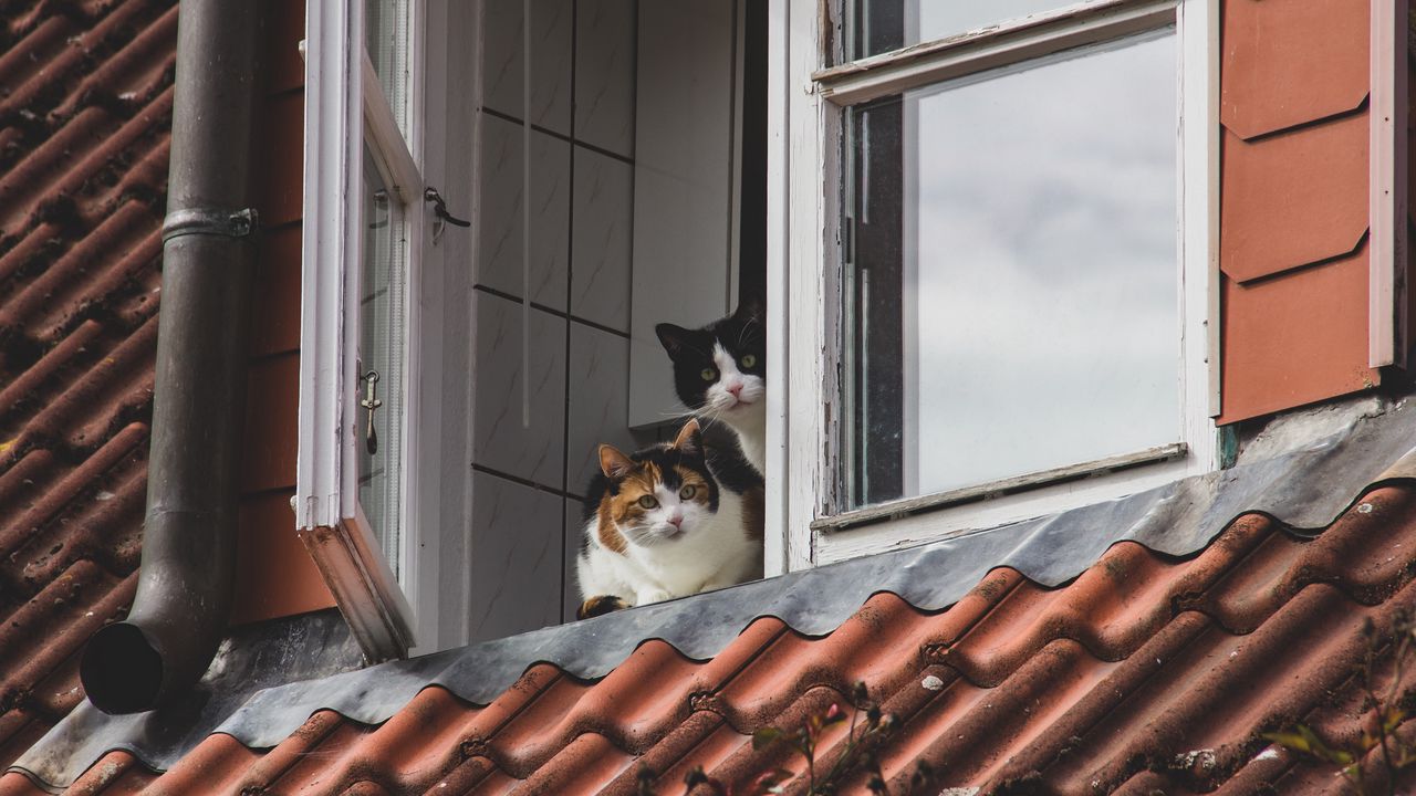 Обои кошки, питомцы, животные, окно, наблюдение